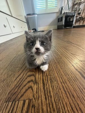 Ava, Young Female Domestic Short Hair