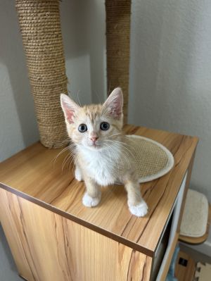 Wyatt, Young Female Domestic Short Hair
