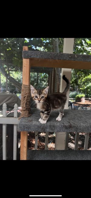 Bambi, Young Male Domestic Short Hair