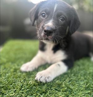Cosmo