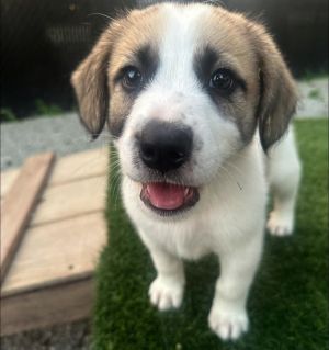 Cosmo