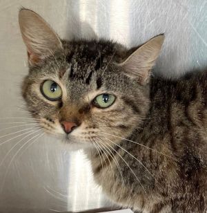 Mallymkun, Young Female Tabby