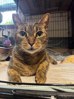 Loverboy, Adult Male Domestic Short Hair