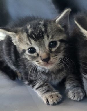 Primary Color Tabby Weight 1lbs Age 0yrs 0mths 5wks