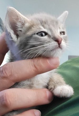 Primary Color Grey Tabby Secondary Color White Weight 085lbs Age 0yrs 0mths 5wks