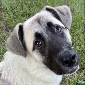 Lenny, Young Male German Shepherd Dog