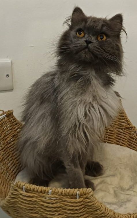 Lance, an adoptable Persian in Snow Hill, MD, 21863 | Photo Image 1
