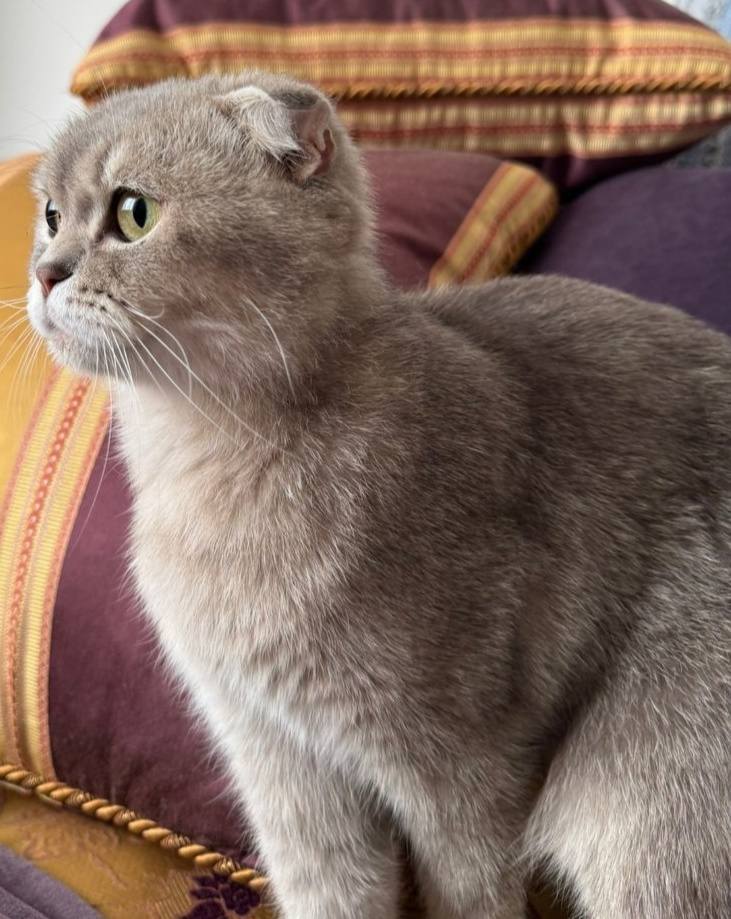 Gertrude