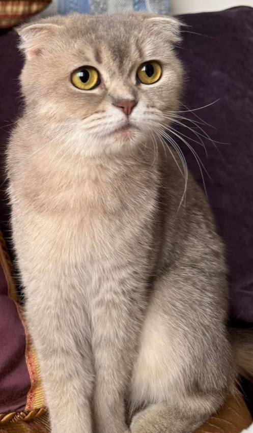 Gertrude