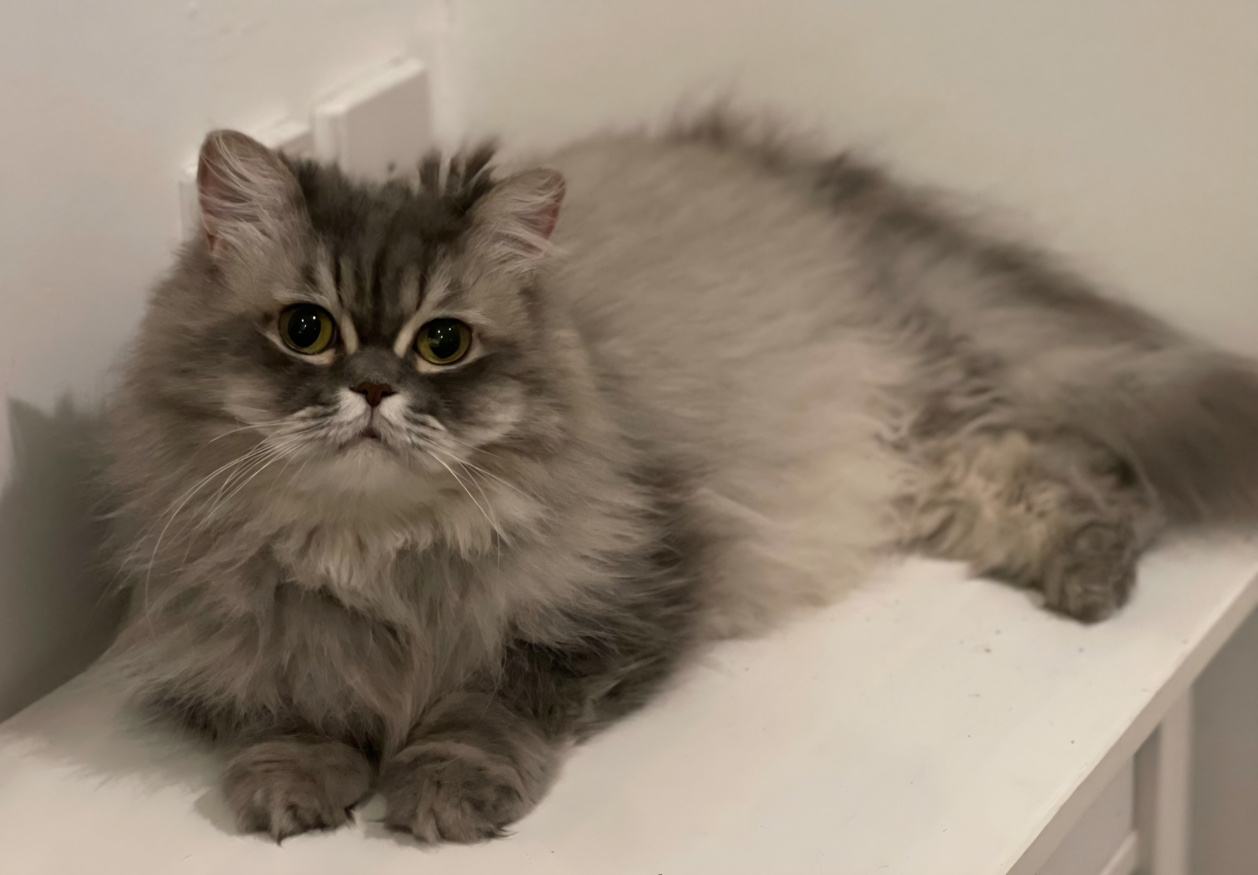 LADY, an adoptable Persian in Snow Hill, MD, 21863 | Photo Image 1