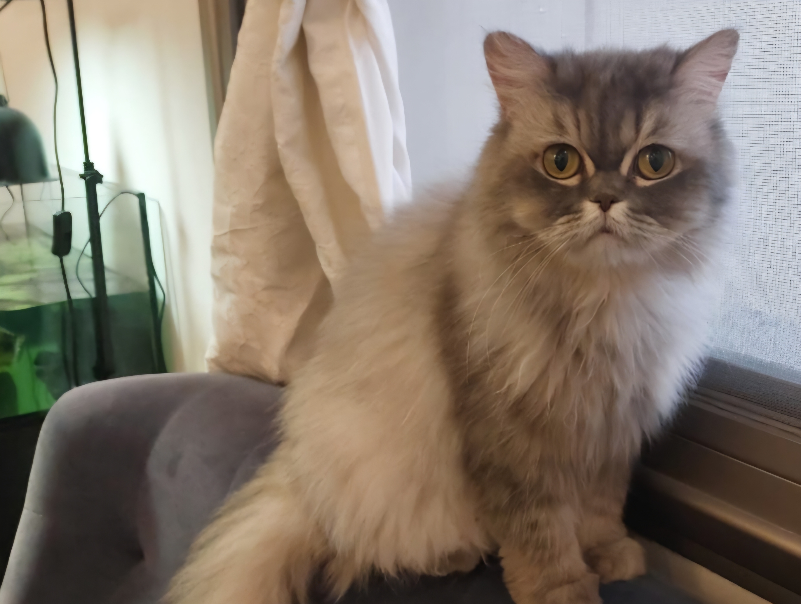 LADY