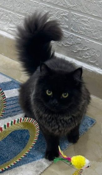 Lou, an adoptable Persian in Snow Hill, MD, 21863 | Photo Image 1