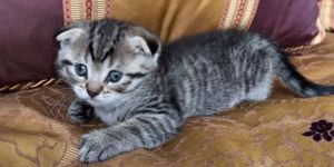 Lucky, Baby Male Scottish Fold