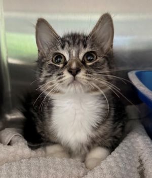 Sleepy, Baby Female Domestic Medium Hair