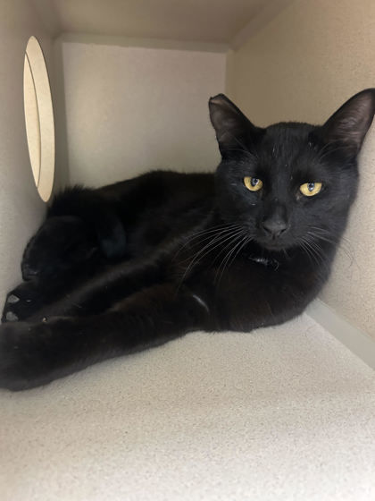 Obsidian, an adoptable Domestic Short Hair in Durango, CO, 81301 | Photo Image 1