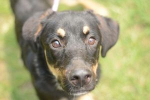 Embro, Young Male Mixed Breed