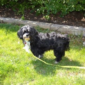 Sophie Lou, Senior Female Mixed Breed