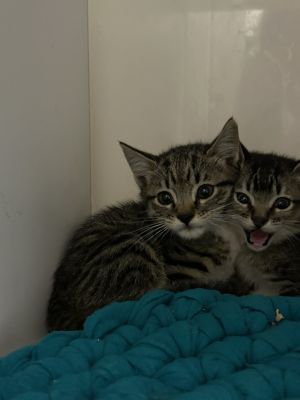 Nemo, Baby Male Domestic Short Hair