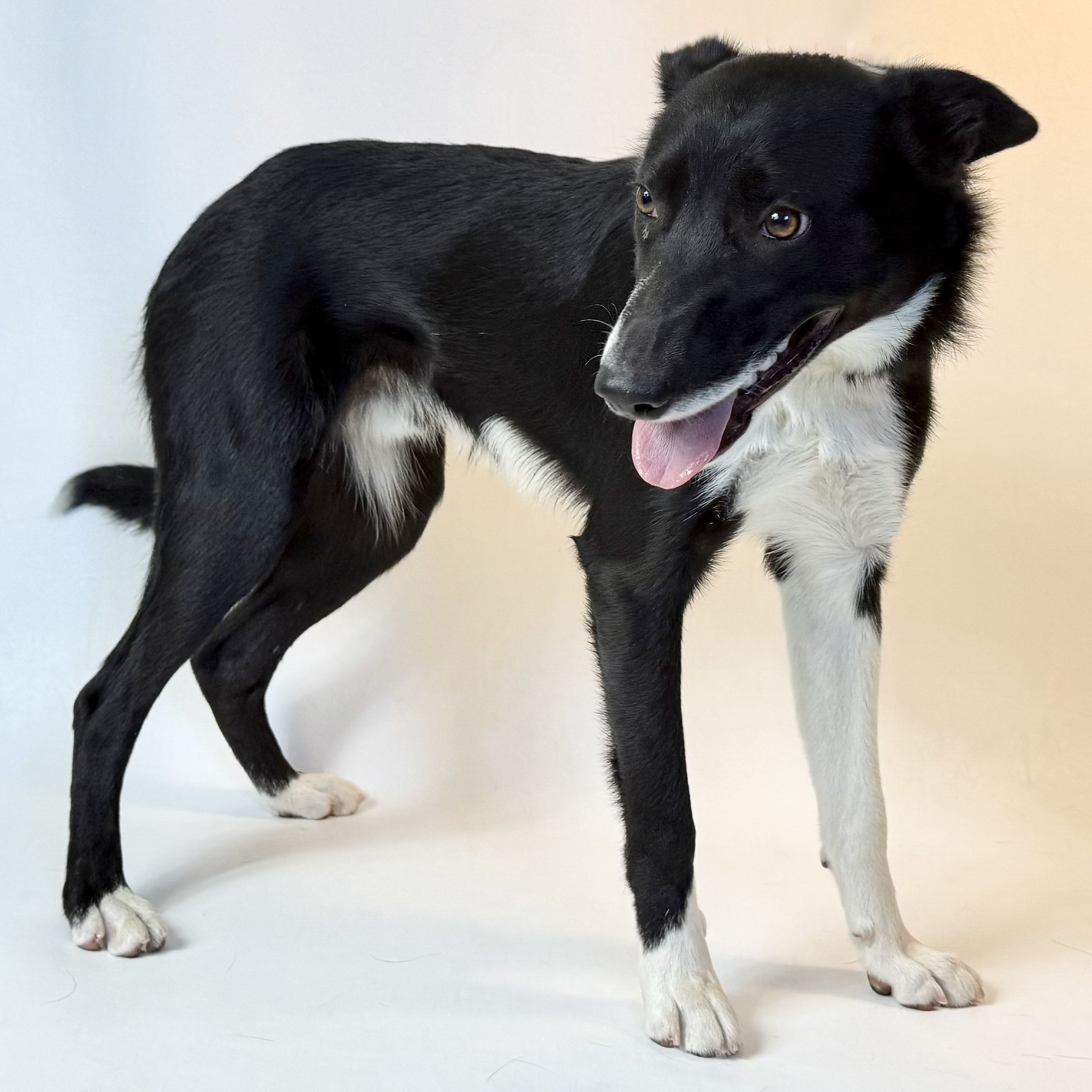 Ben, an adoptable Border Collie in Dillon, MT, 59725 | Photo Image 1