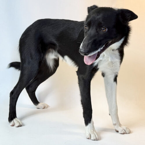 Ben, an adoptable Border Collie in Dillon, MT, 59725 | Photo Image 2