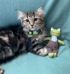Twix $125, Baby Female Domestic Medium Hair