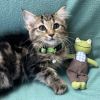 Twix $125 photo 3