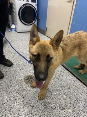 Blitz, Young Male German Shepherd Dog