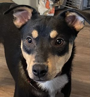 Radley, Adult Male unknown