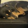 Radley photo 3