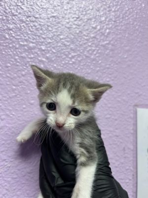 58861174, Baby Male Domestic Short Hair