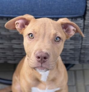 Rusty, Baby Male Pit Bull Terrier