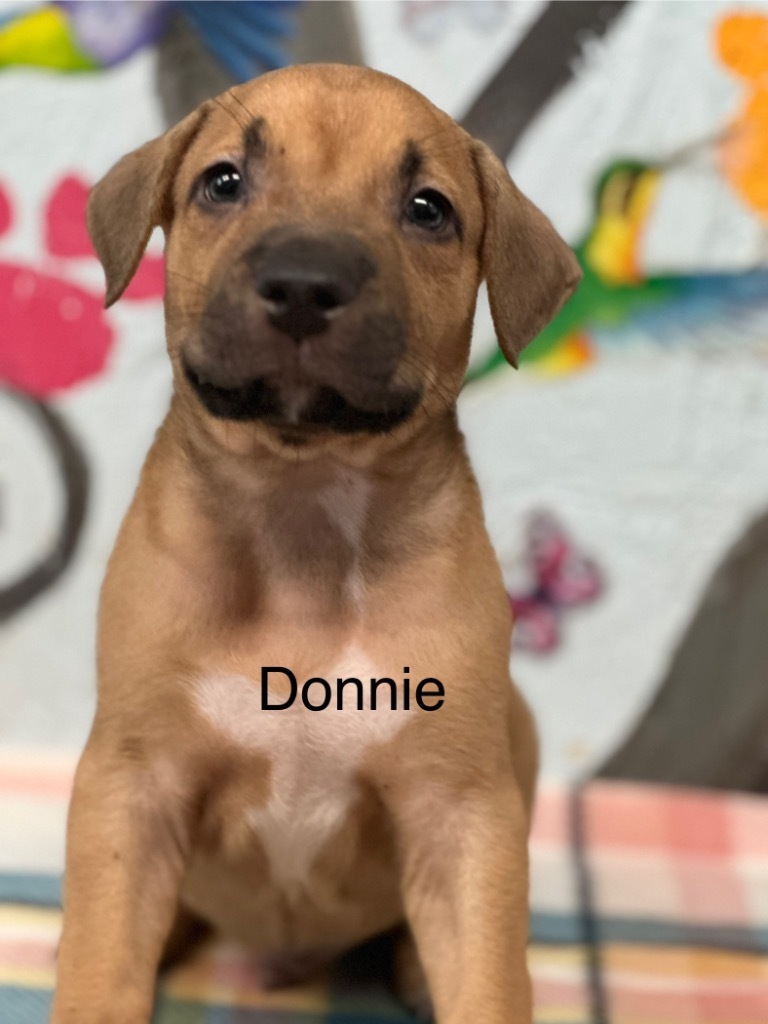 Donnie 25