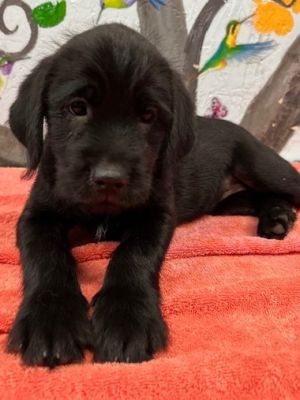 Dream 25, Baby Female Airedale Terrier