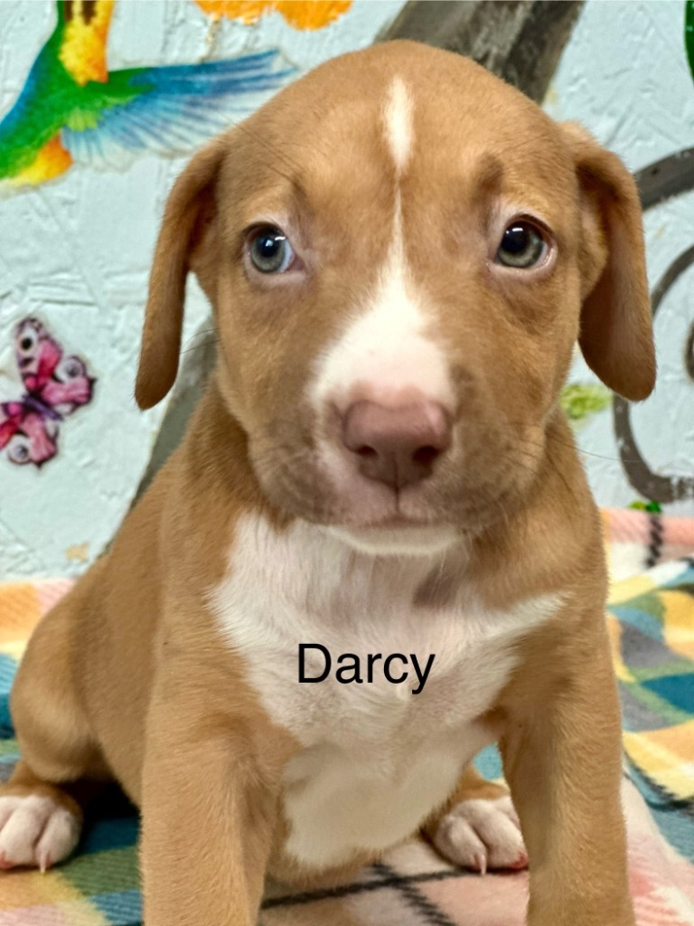 Darcy 25