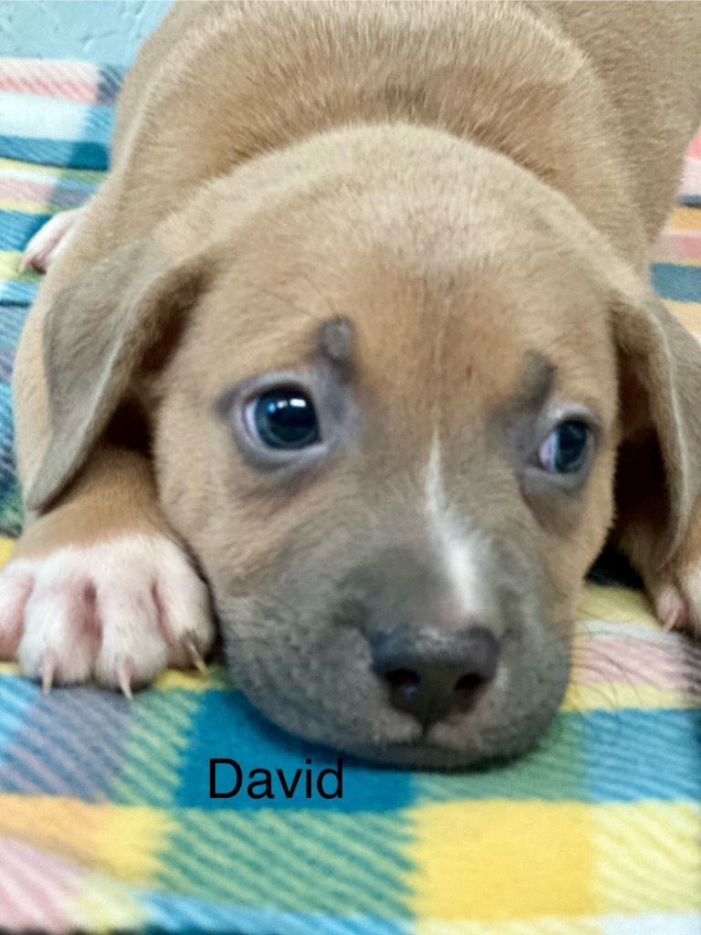 David 25