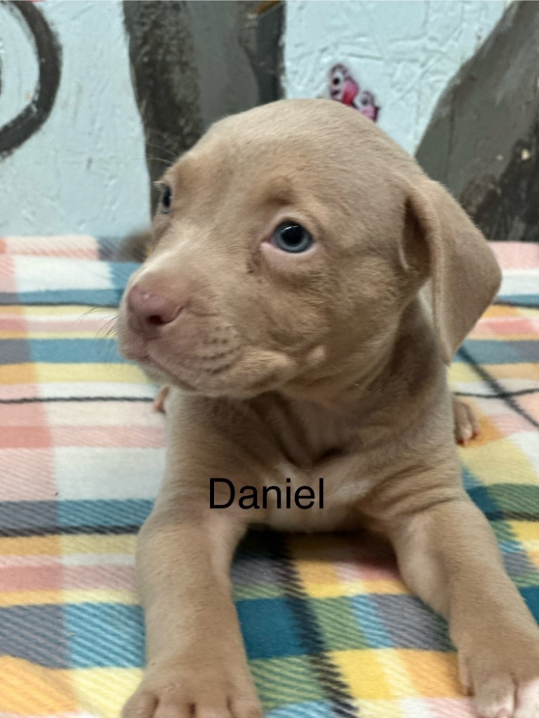 Daniel 25