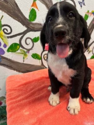 Dusk 25, Baby Male Airedale Terrier