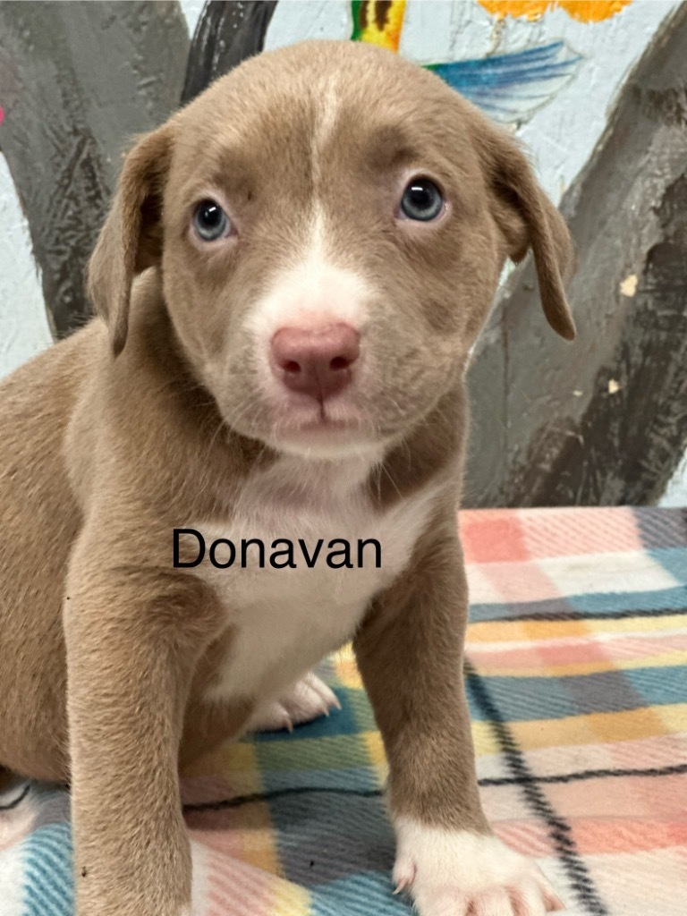 Donavan 25
