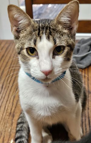 Jedi &#34;Chip&#34;, Young Male Turkish Van