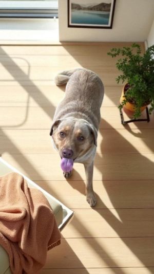 Lucky, Young Female Golden Retriever