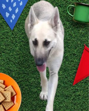 Sabrina, Young Female German Shepherd Dog