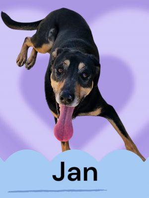 Jan, Young Female Lancashire Heeler