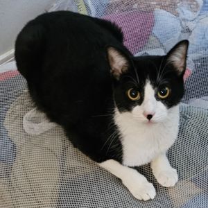 Lady Dalhia, Young Female Tuxedo