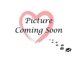 Ralphie, Young Male Old English Sheepdog