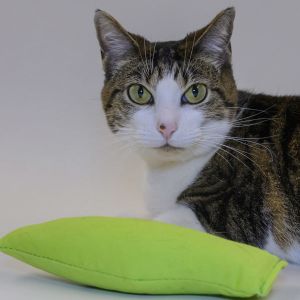 Meow, Adult Female Domestic Short Hair