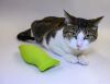 Meow photo 2