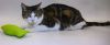 Meow photo 3
