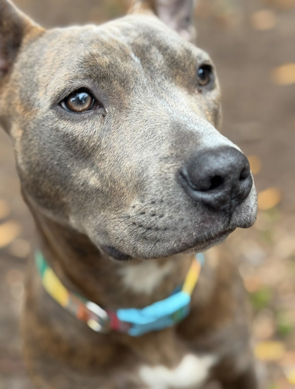 Odie (odin)