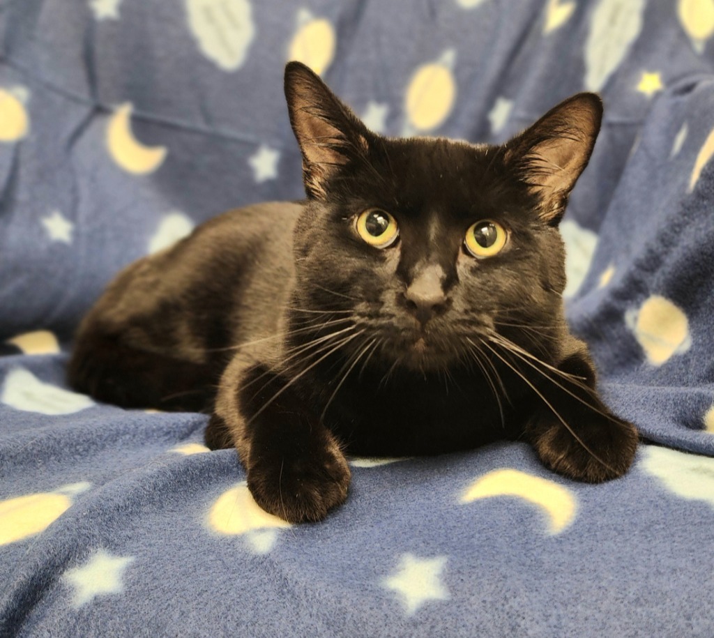 Asriel, an adoptable Domestic Short Hair in Superior, WI, 54880 | Photo Image 1