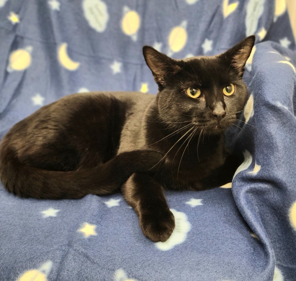 Asriel, an adoptable Domestic Short Hair in Superior, WI, 54880 | Photo Image 2